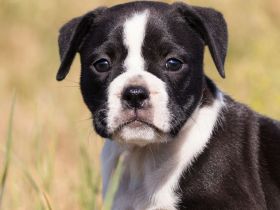 Continental Bulldog Welpen vom Zwieseltal