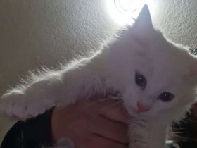 Türkisch Angora Kater