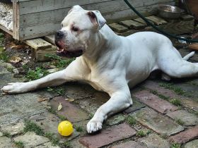 American Bulldog