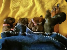 Bayerische Gebirgsschweisshund-Welpen aus familiärer Aufzucht in der Toskana