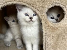 Bkh kitten reinrassig