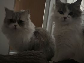 🐈‍⬛ Pflegeplatz (Prio: Kommen wieder zurück!) oder liebevoller Lebensplatz für Schmuseduo gesucht