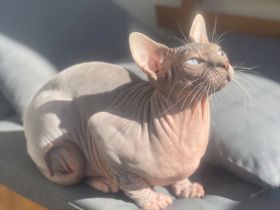 Deckkater Don Sphynx