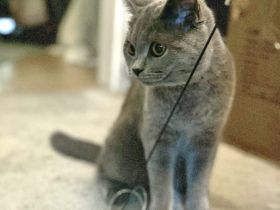 Suche freundlichen Deckkater