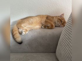 British Kurzhaar (BKH) Golden Shaded Kater sucht liebevolles Zuhause
