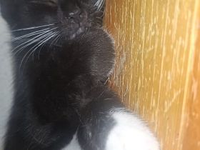 BKH Kitten