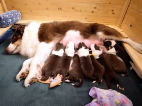 Australian Shepherd Welpen in Red White Copper mit Papieren