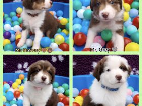 Australian Shepherd Welpen in Red White Copper mit Papieren