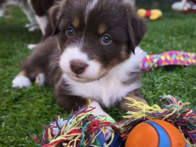 Australian Shepherd Welpen in Red White Copper mit Papieren