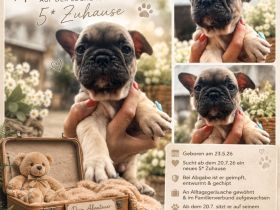 Hermann sucht ein 5* ZuHause ♥️