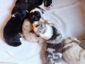 Australian Shepherd Welpen