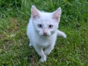 kleiner weißer Kater Piccolino - 3 Monate alt - Katerchen - Kätzchen - Katzenjunge