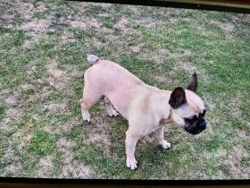 Französische Bulldogge Mix