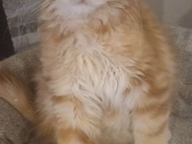 Reinrassiger süßer Maine Coon Kater sucht neues Zuhause