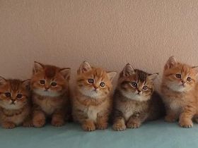 Britisch Kurzhaar- Babys in golden