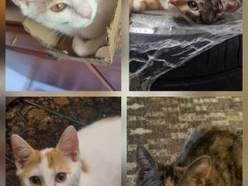 ​4 bezaubernde Kitten suchen ein neues Zuhause!