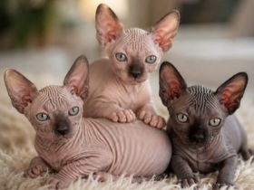 Sphynx Kitten