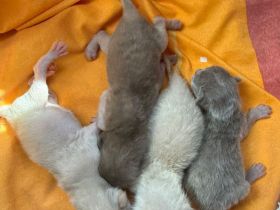 Burma katze