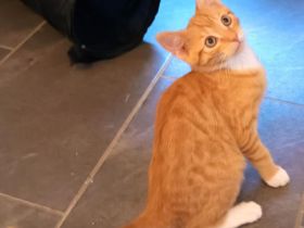 3 Kitten suchen ein neues Zuhause