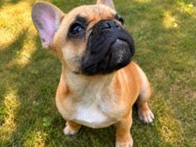 Französische Bulldogge “Kira” – liebevolle junge Hündin sucht ein neues Zuhause