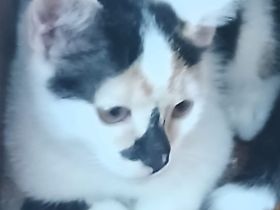 Katze