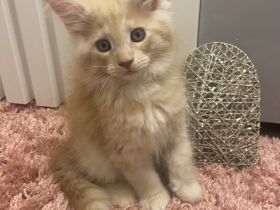 2 zauberhafte Maine Coon Kitten