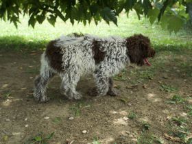 Lagotto Romagnolo Rüde Ugo, ENCI-Ahnentafel, Toskana