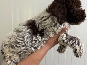 Lagotto Romagnolo Rüde Ugo, ENCI-Ahnentafel, Toskana