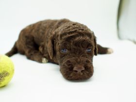 Lagotto Romagnolo Welpen, Rüde und Hündin, ENCI-Ahnentafel, Toskana