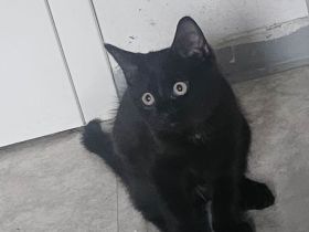 12 wochen alter Kater  schwarz sucht noch ein Zuhause