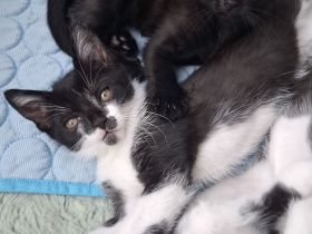 Katzenbabys Kater Katze