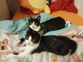 Katze und Katerchen suchen ein Zuhause
