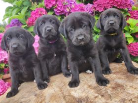 Wunderschöne Labrador Mix Welpen