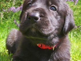 Wunderschöne Labrador Mix Welpen