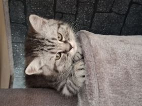 Bkh kitten