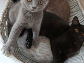 BKH Kitten