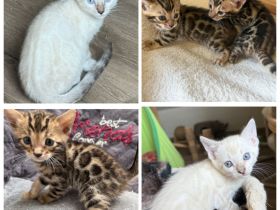 Bengal Kitten Snow Lynx / Braun Mit Stammbaum