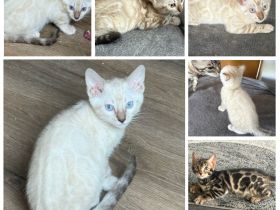 Bengal Kitten Snow Lynx / Mink / Braun Mit Stammbaum