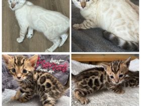 Bengal Kitten Snow Lynx / Braun Mit Stammbaum