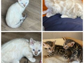Bengal Kitten Snow Lynx / Braun Mit Stammbaum