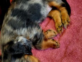 🐾 Langhaar-Zwergdackelwelpen suchen ein liebevolles Zuhause 🐾