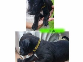 Patterull Terrier