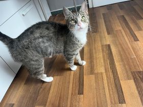Liebe Katze sucht ein neues Zuhause