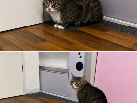 Liebe Katze sucht ein neues Zuhause