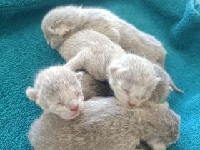 Reinrassige Russisch Blau Kitten suchen neues Zuhause (Hobbyzucht)