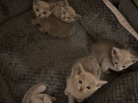 Reinrassige Russisch Blau Kitten suchen neues Zuhause (Hobbyzucht)