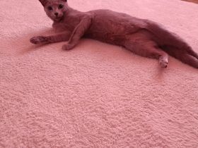 Reinrassige Russisch Blau ist trächtig erwartet ca Mitte August Kitten Hobbyzucht