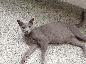 Reinrassige Russisch Blau ist trächtig erwartet ca Mitte August Kitten Hobbyzucht