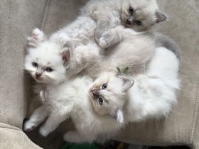 Wunderschöne Heilige Birma Kitten Kätzchen