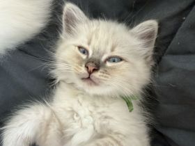 Zuckersüße Heilige Birma Kitten Kätzchen